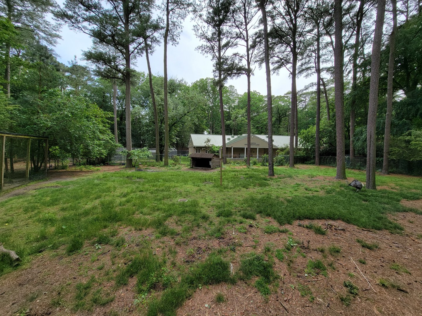 Salisbury - South American yard with rhea, new veterinary building behind