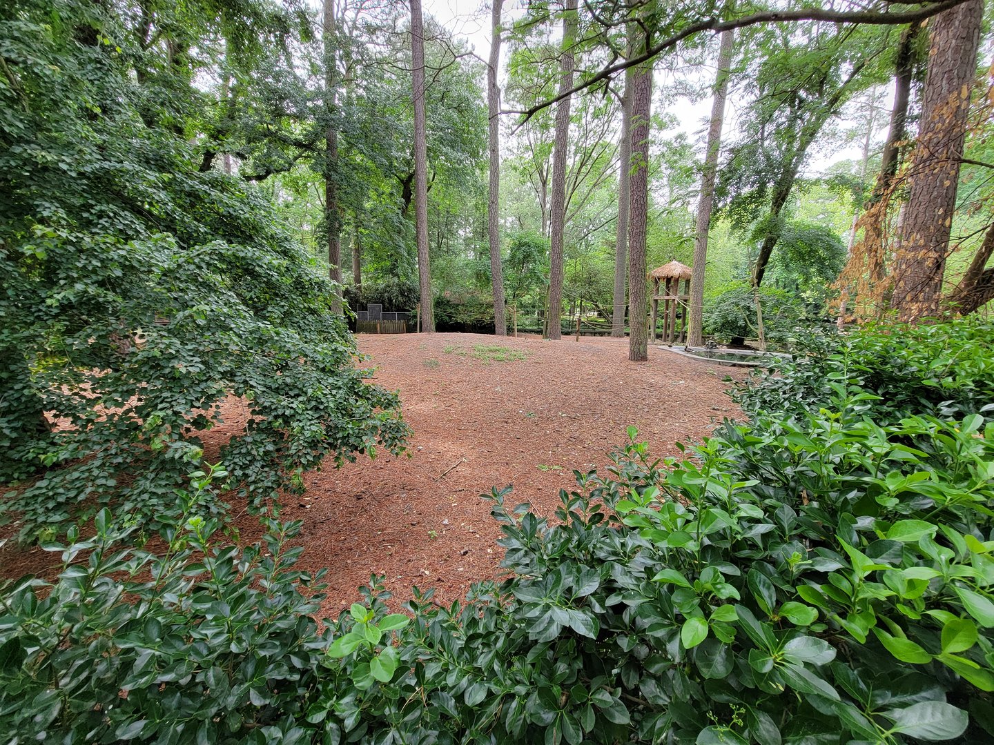 Salisbury - South American yard