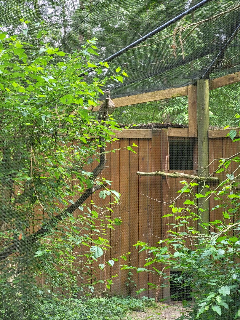 Salisbury - Spotted whistling duck in a tree (whistling!)