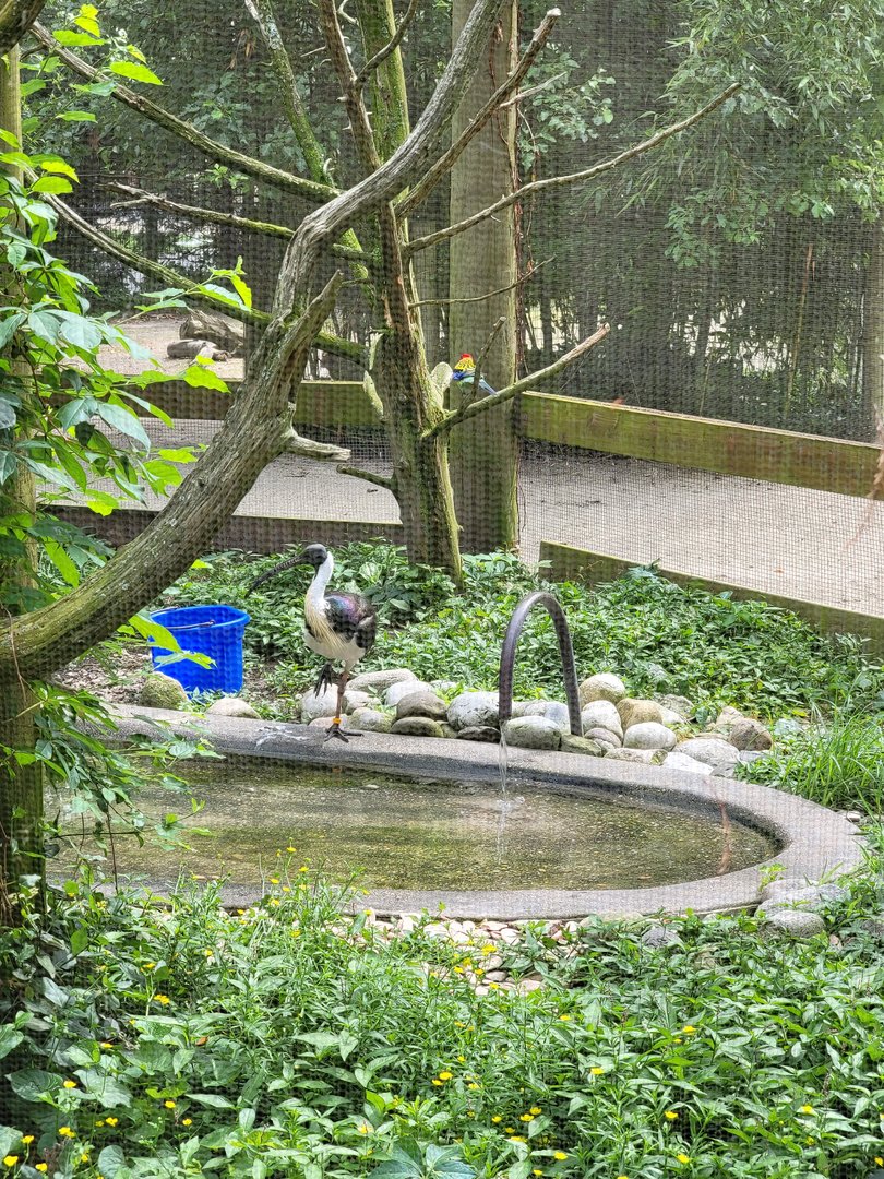 Salisbury - Straw-necked ibis, eastern rosella