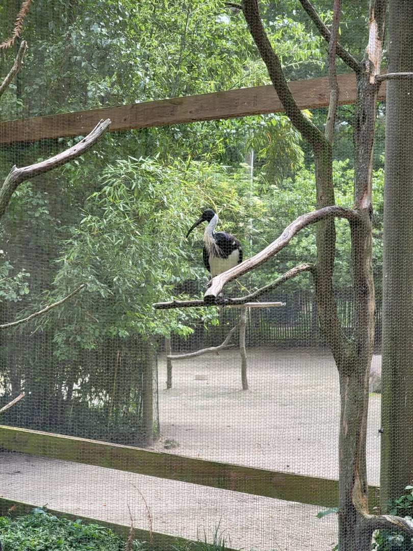 Salisbury - Straw-necked ibis