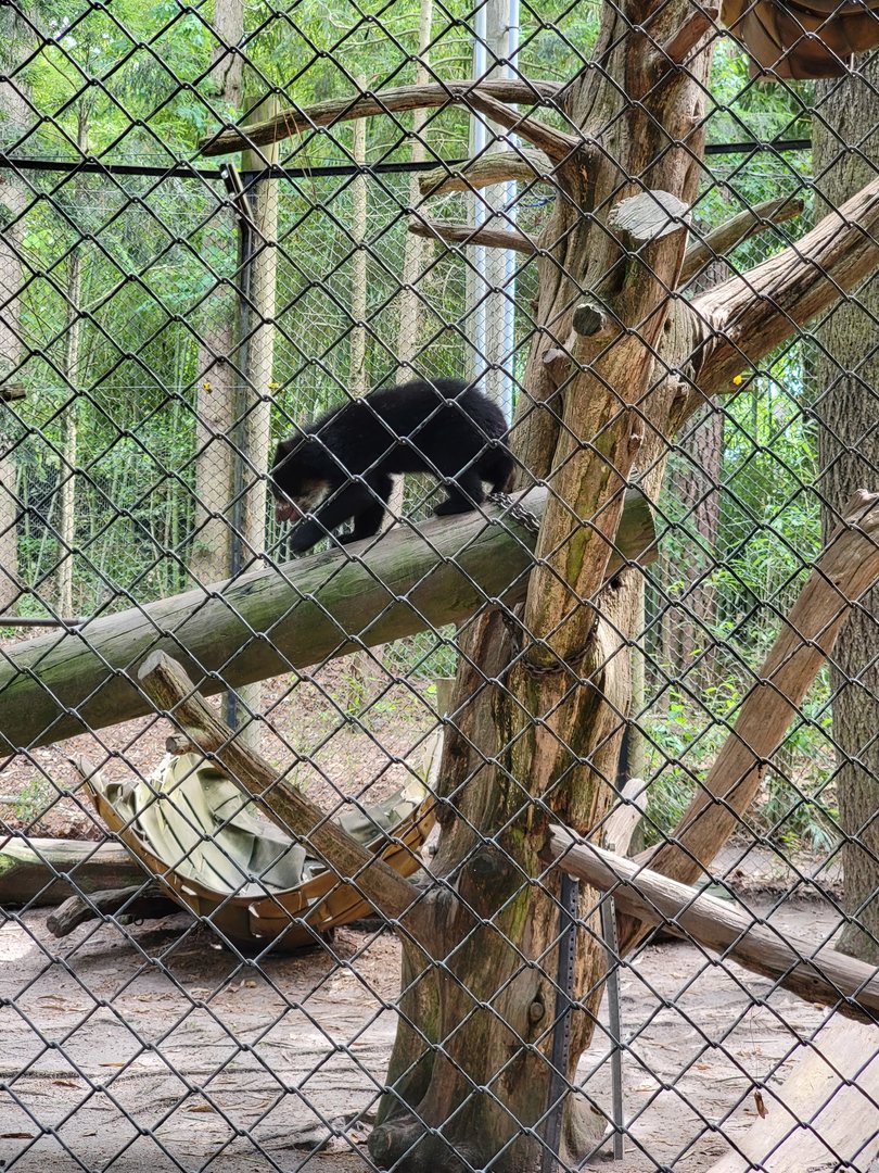 Salisbury - The favorite Andean bear cub