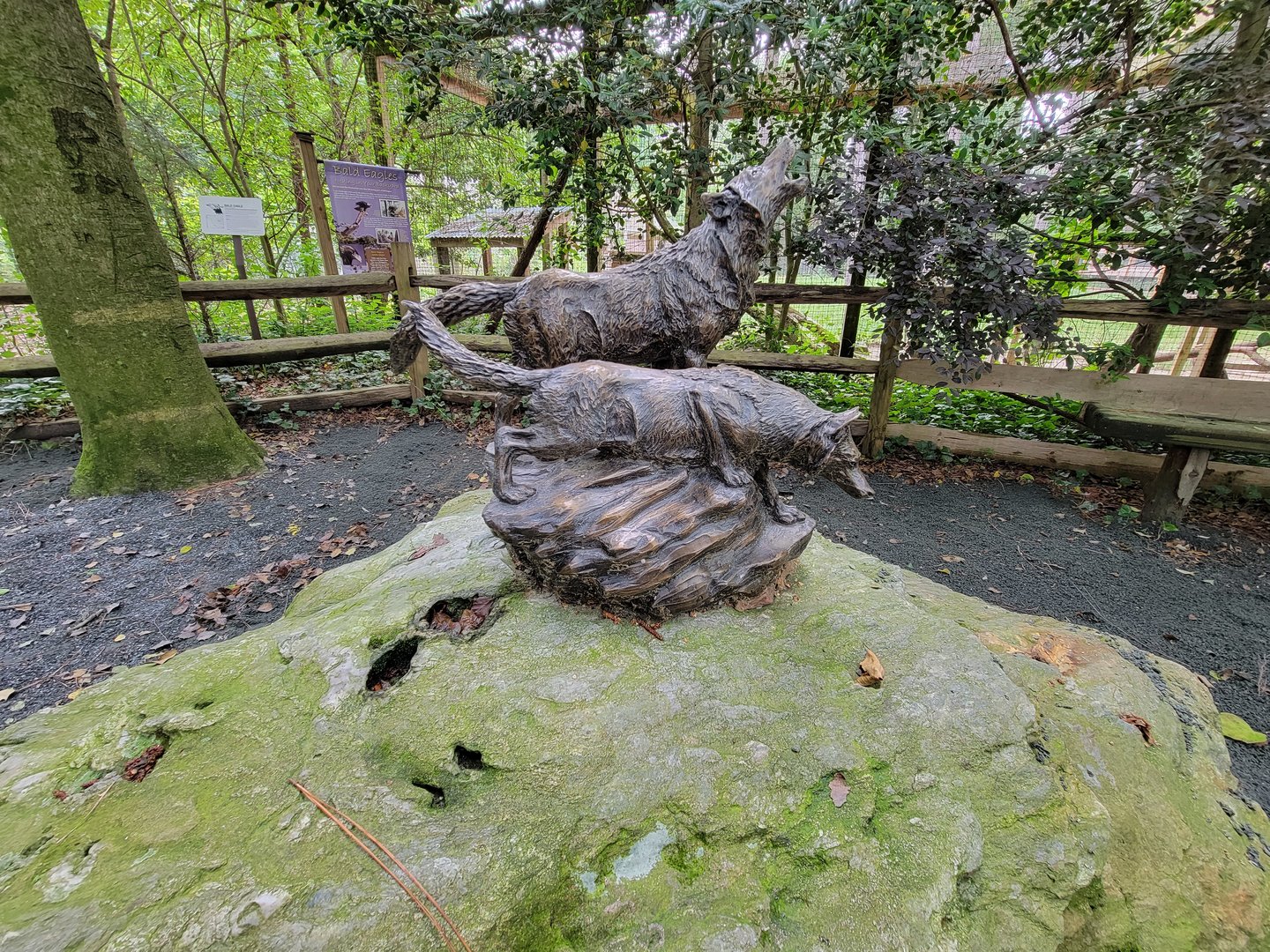 Salisbury - Wolf statue by bald eagles