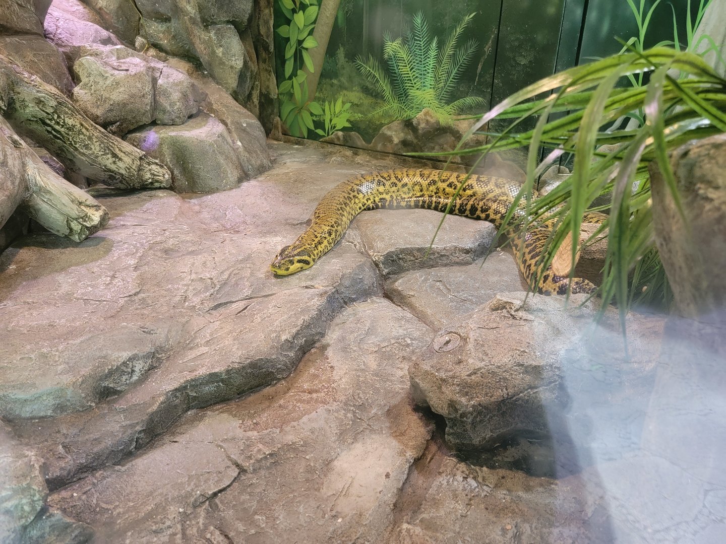 Salisbury - Yellow anaconda