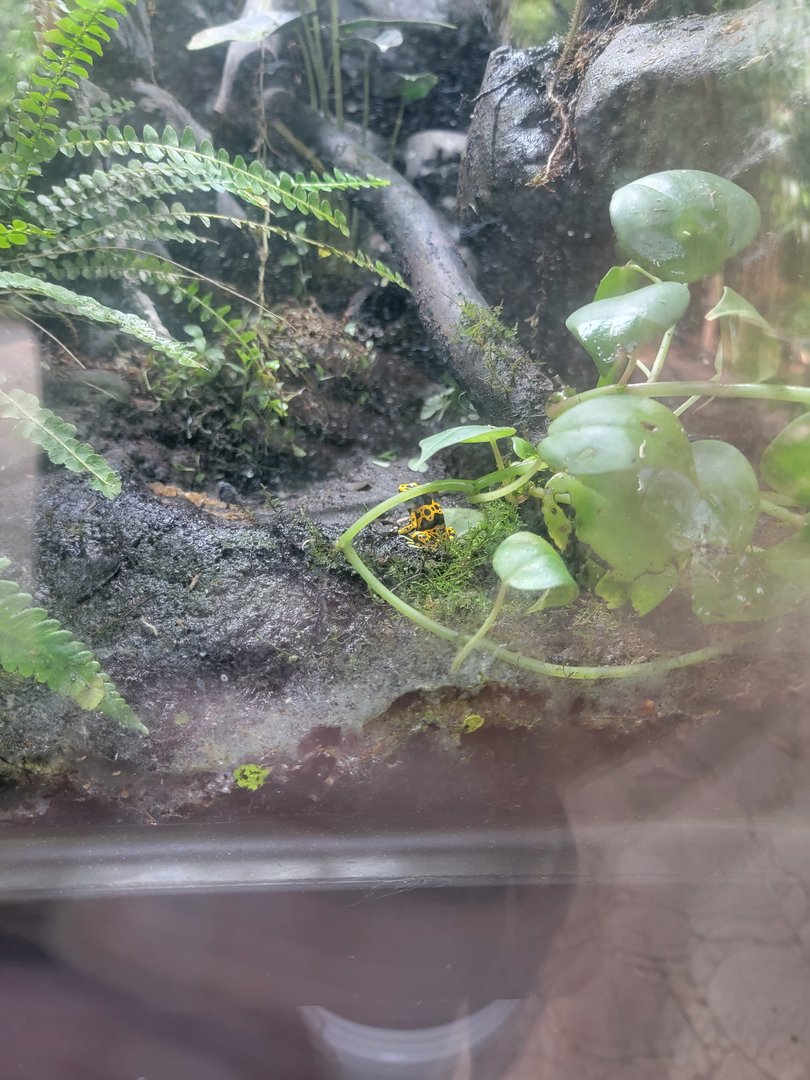 Salisbury - Yellow-banded poison dart frog