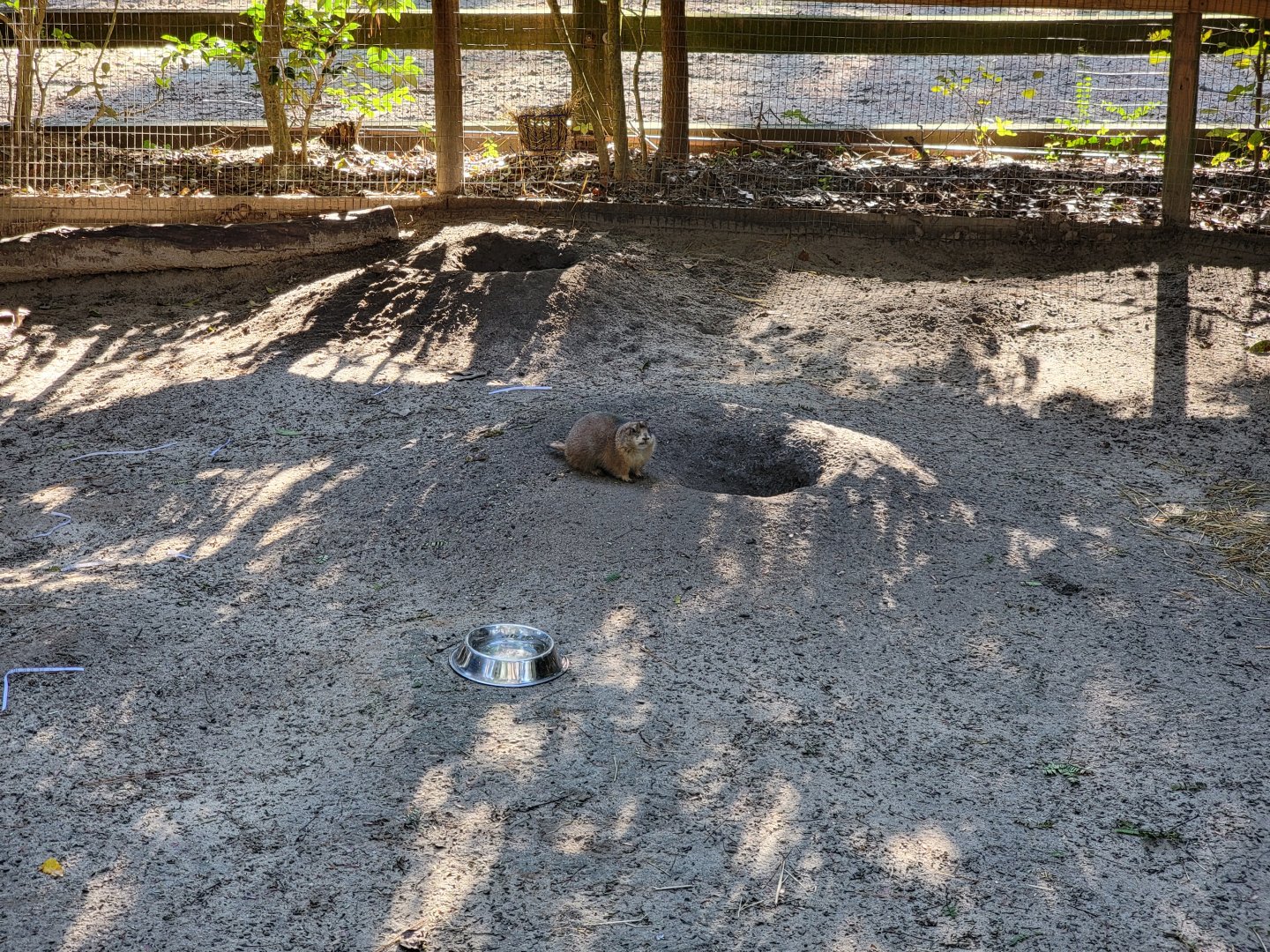 Salisbury Zoo - A prairie dog!