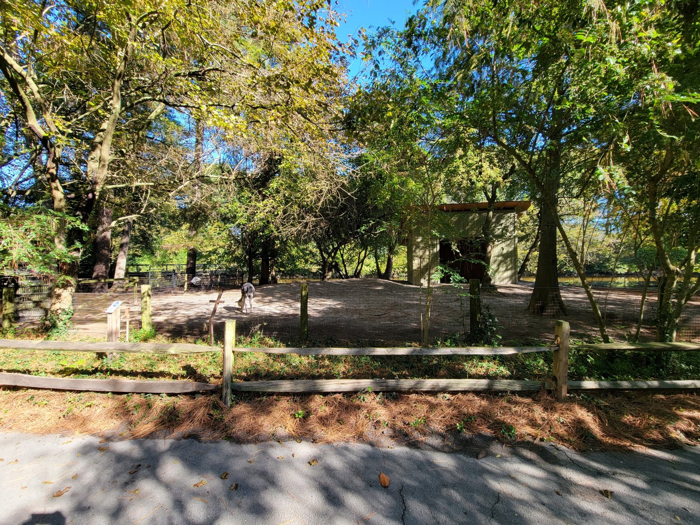 Salisbury Zoo - Alpaca yard