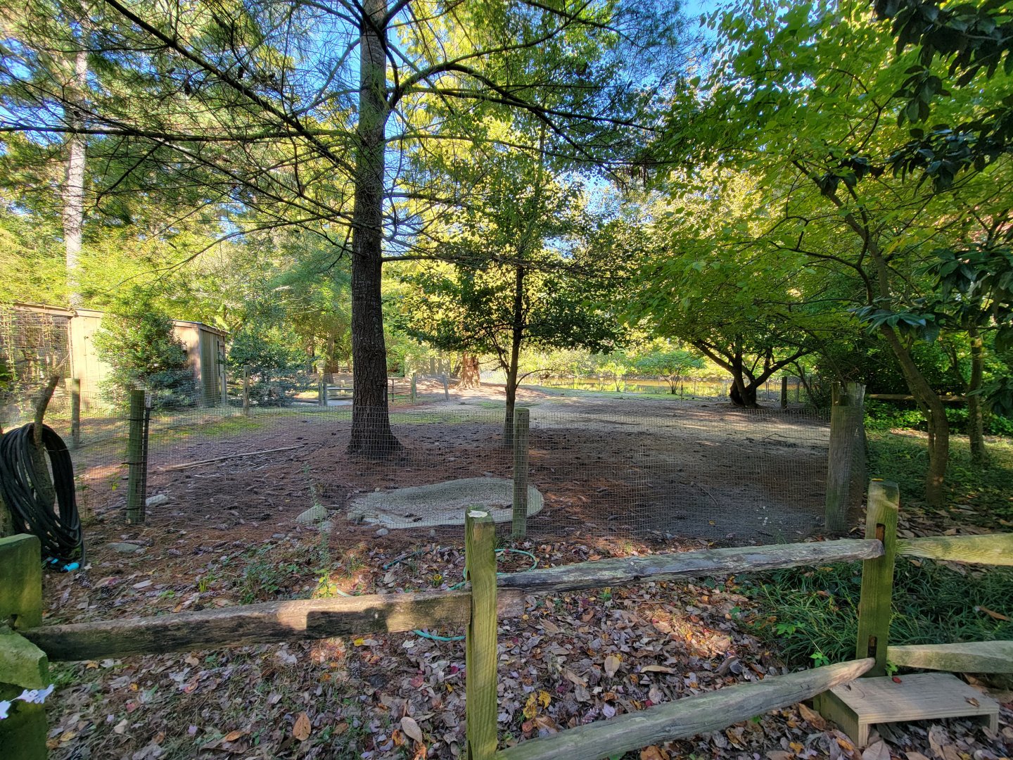 Salisbury Zoo - Alpaca yard
