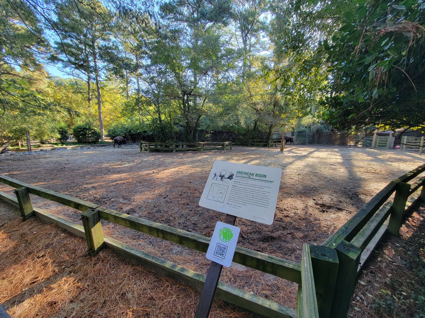Salisbury Zoo - American bison yard