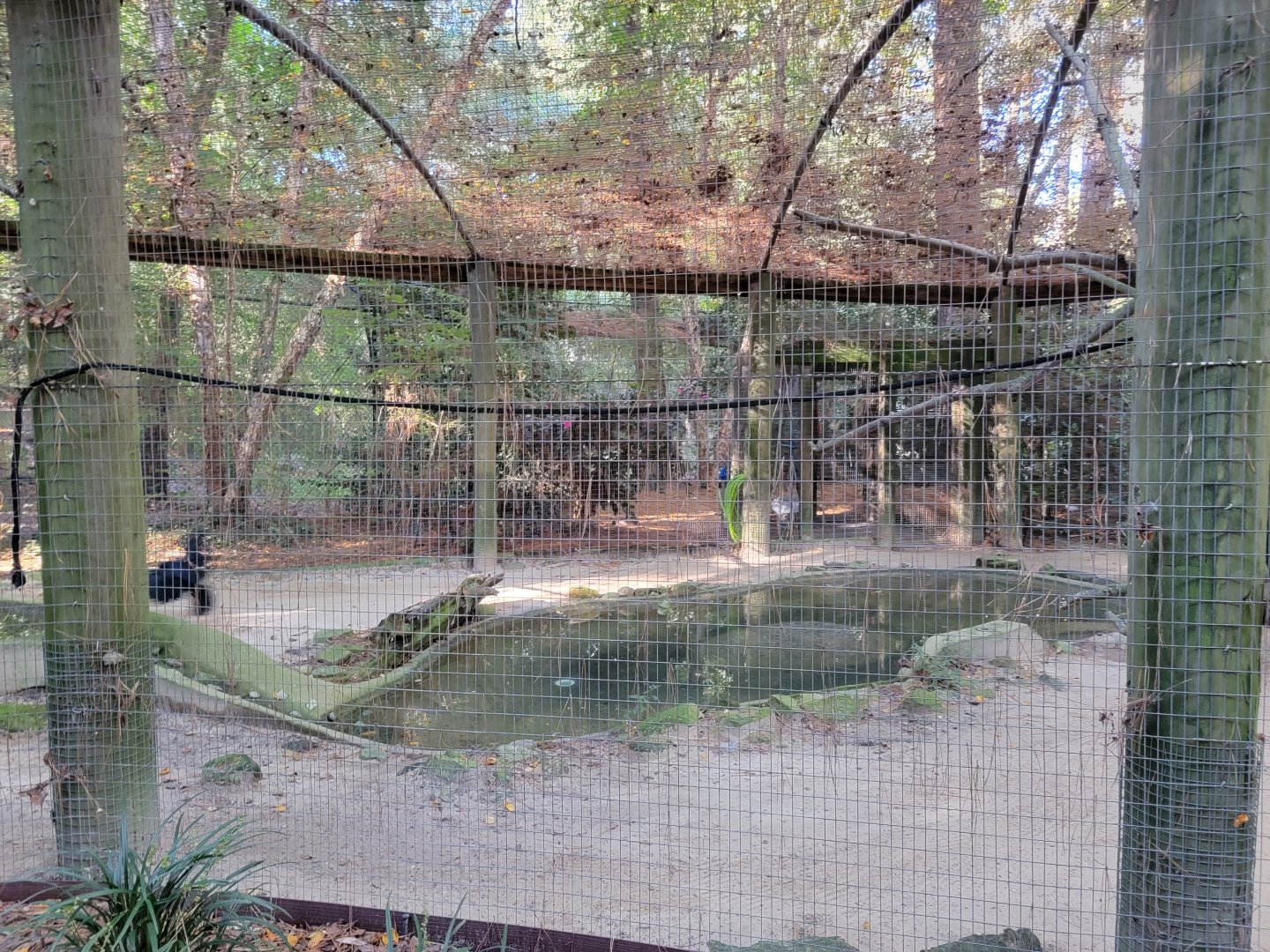 Salisbury Zoo - American crow and beaver exhibit, with crow flying on the left