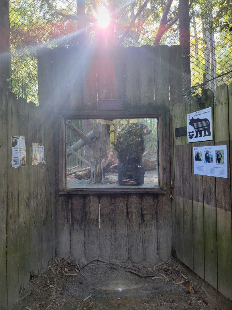 Salisbury Zoo - Andean bear cub checking above the window