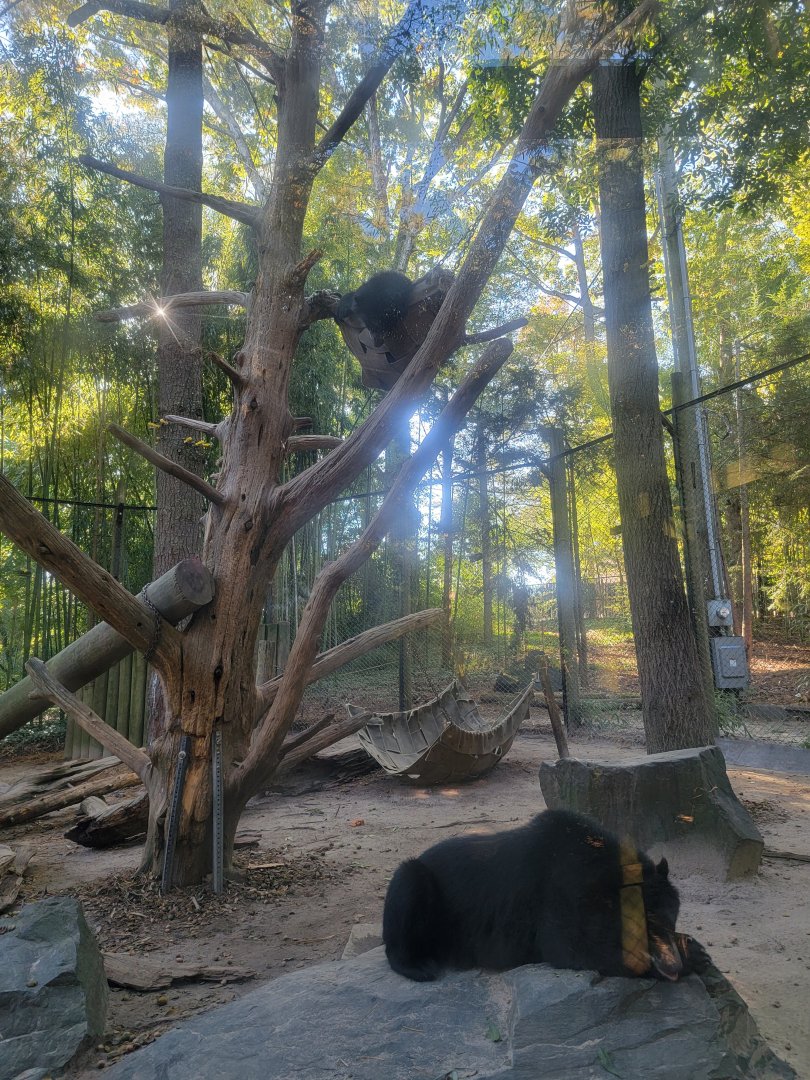 Salisbury Zoo - Andean bear cubs