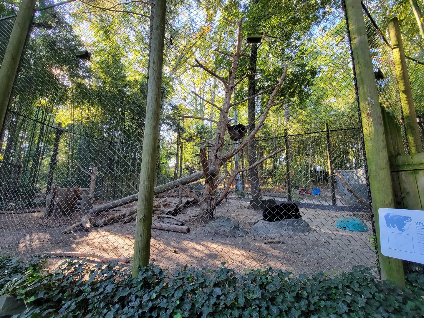 Salisbury Zoo - Andean bear cubs
