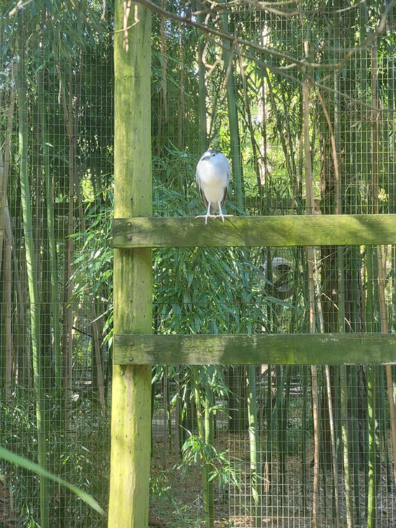 Salisbury Zoo - Black-crowned night heron in North American ducks exhibit