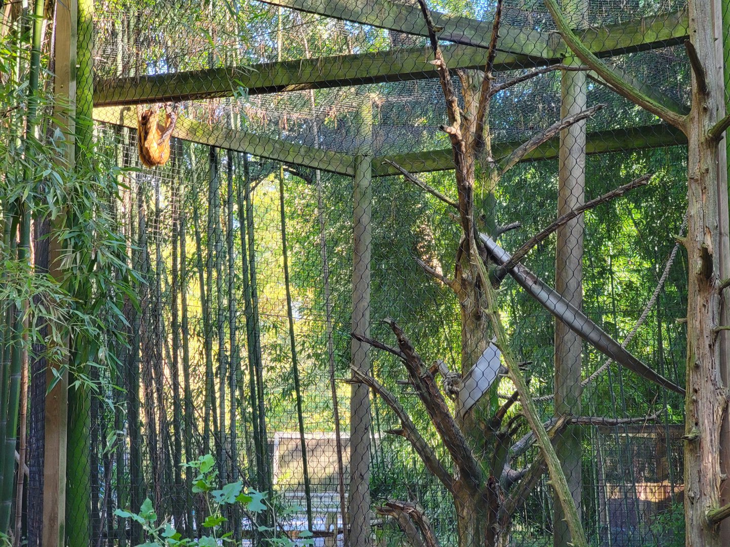 Salisbury Zoo - Black-handed spider monkeys