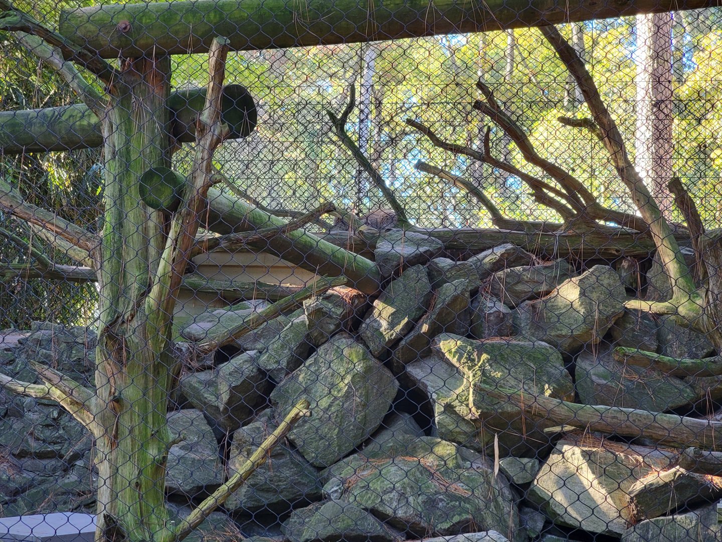 Salisbury Zoo - Canada lynx
