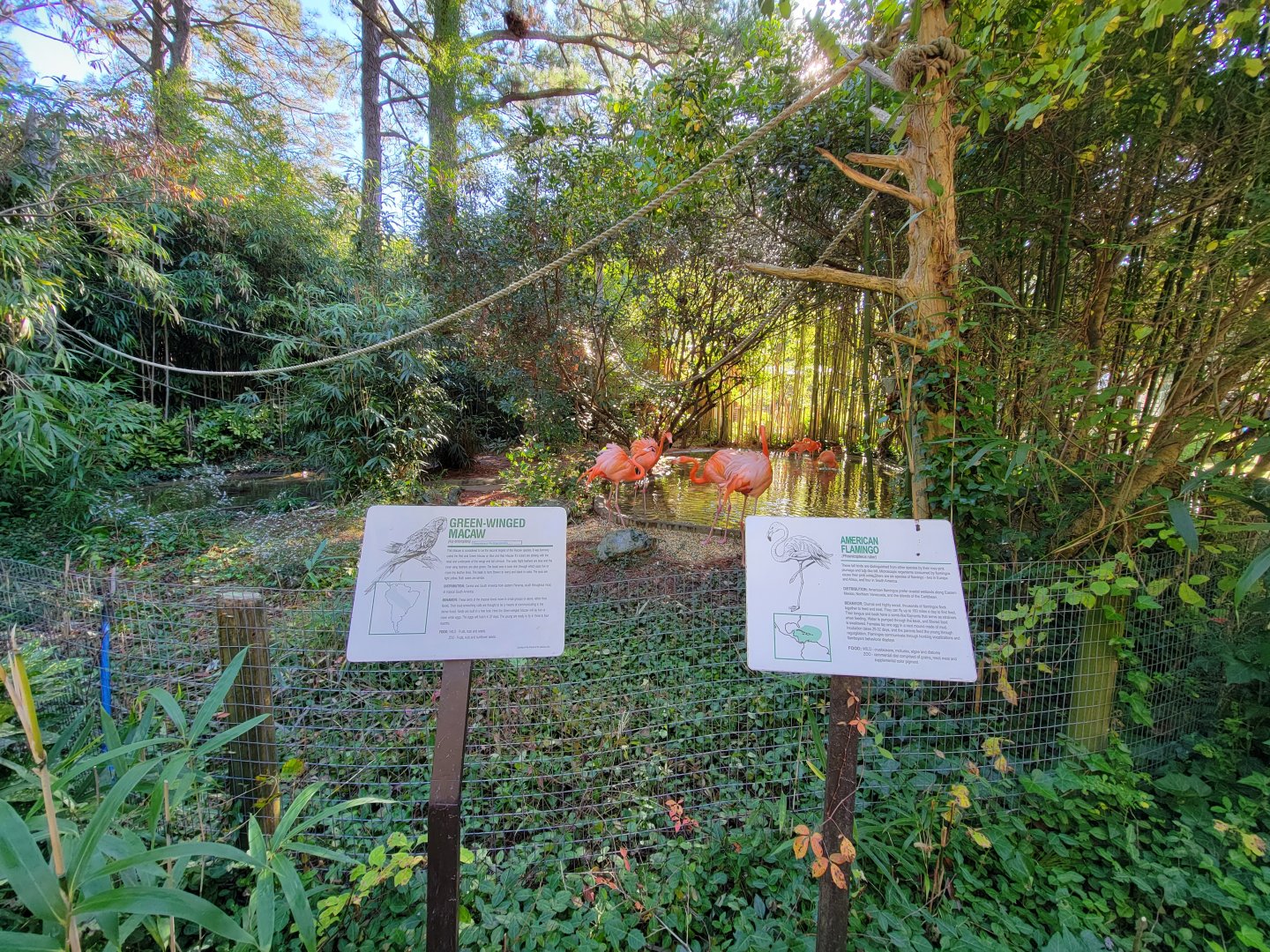 Salisbury Zoo - Caribbean flamingos and green-winged macaw