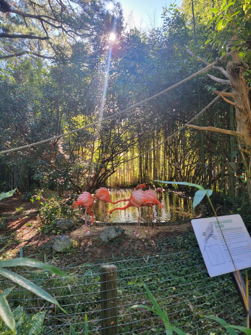 Salisbury Zoo - Caribbean flamingos and green-winged macaw
