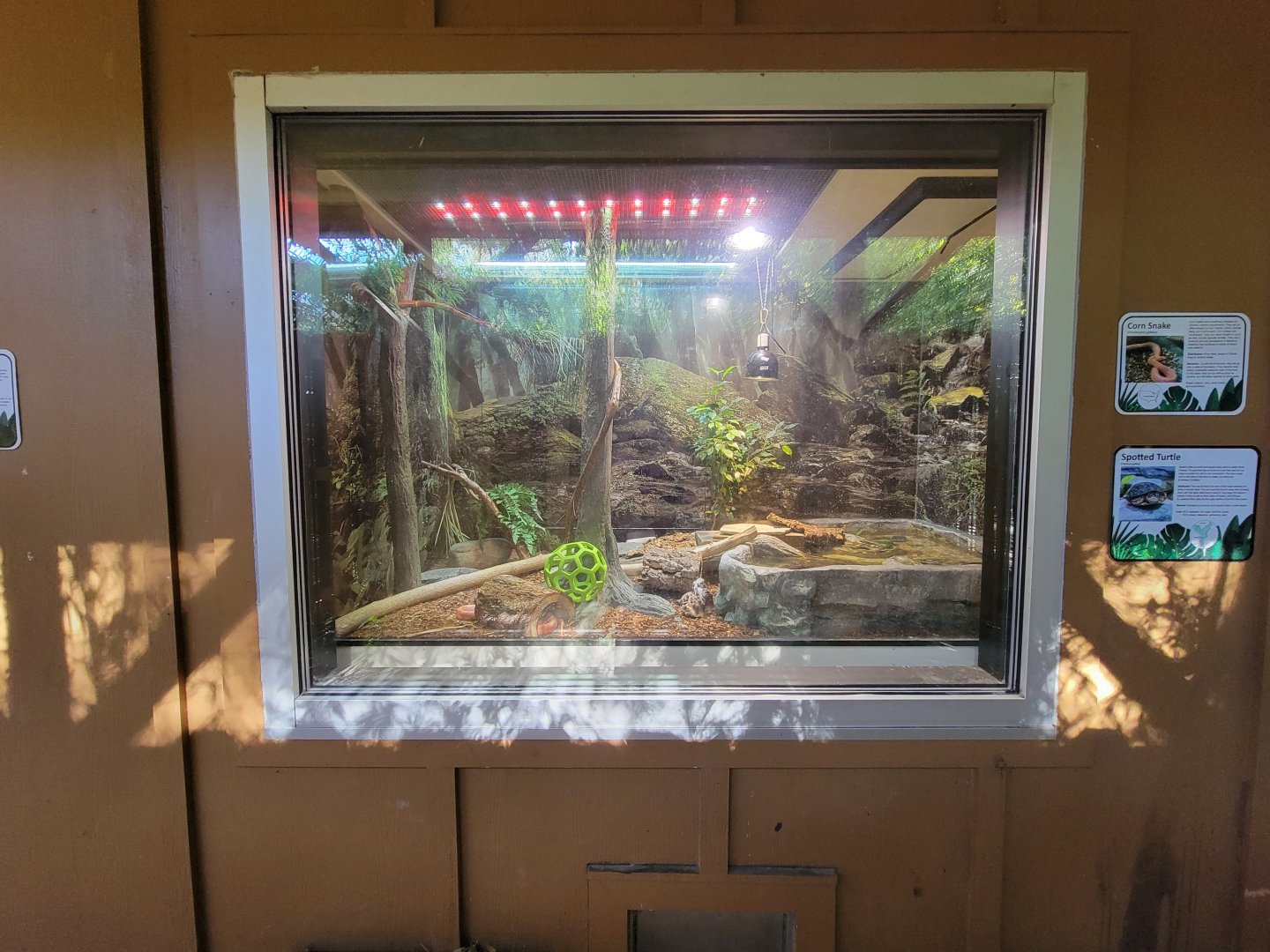 Salisbury Zoo - Corn snake and spotted turtle