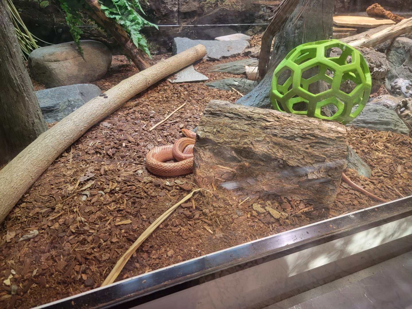 Salisbury Zoo - Corn snake