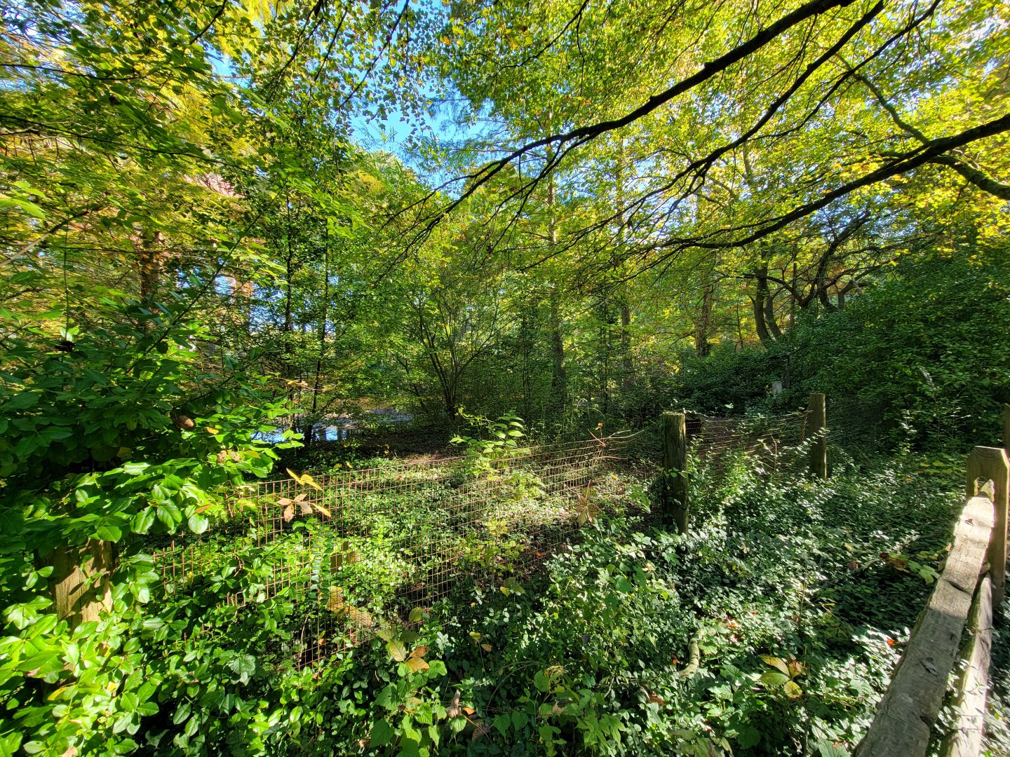 Salisbury Zoo - Florida sandhill crane yard, supposedly