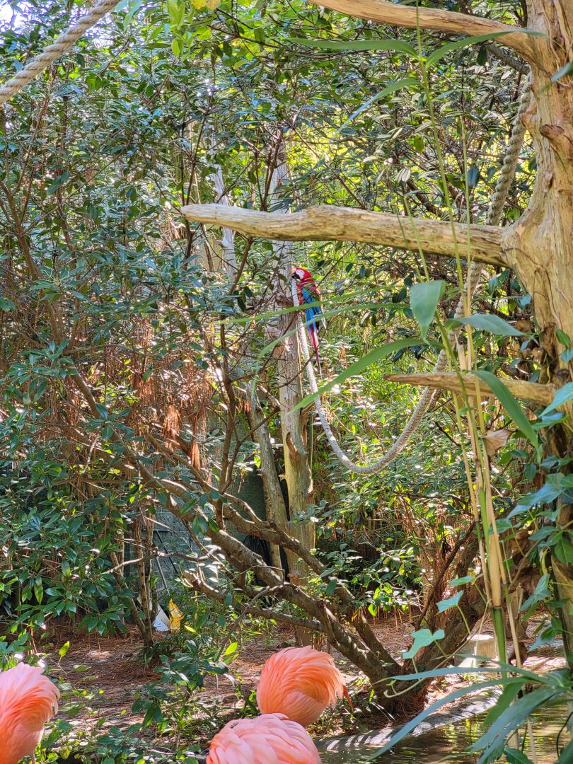 Salisbury Zoo - Green-winged macaw