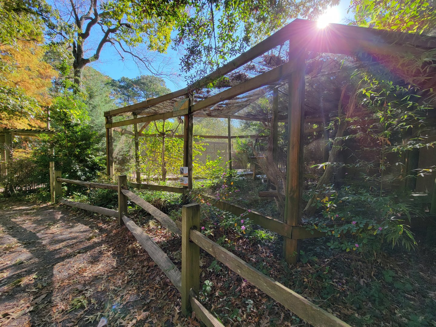 Salisbury Zoo - Laughing kookaburra and masked lapwings
