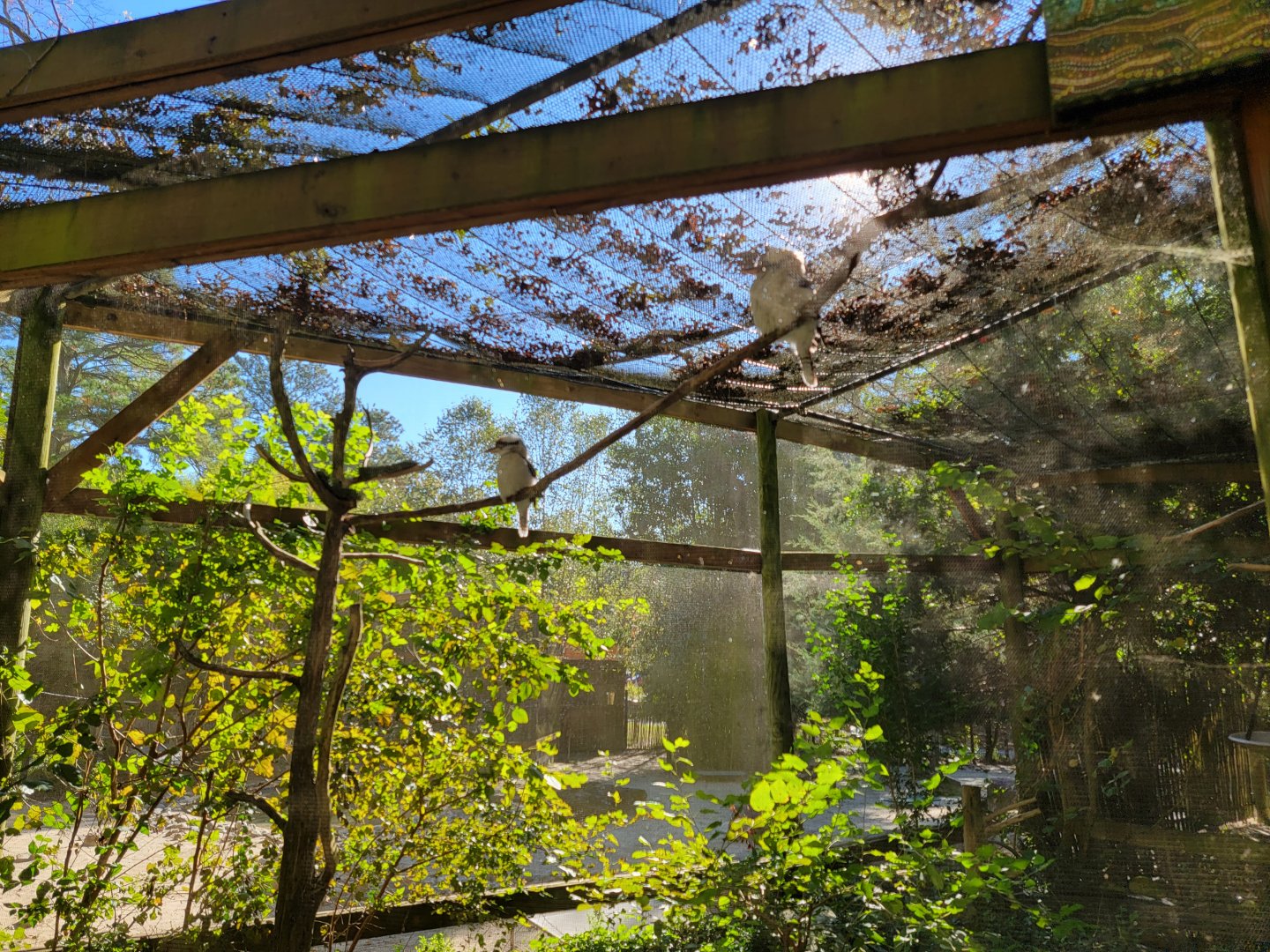 Salisbury Zoo - Laughing kookaburras