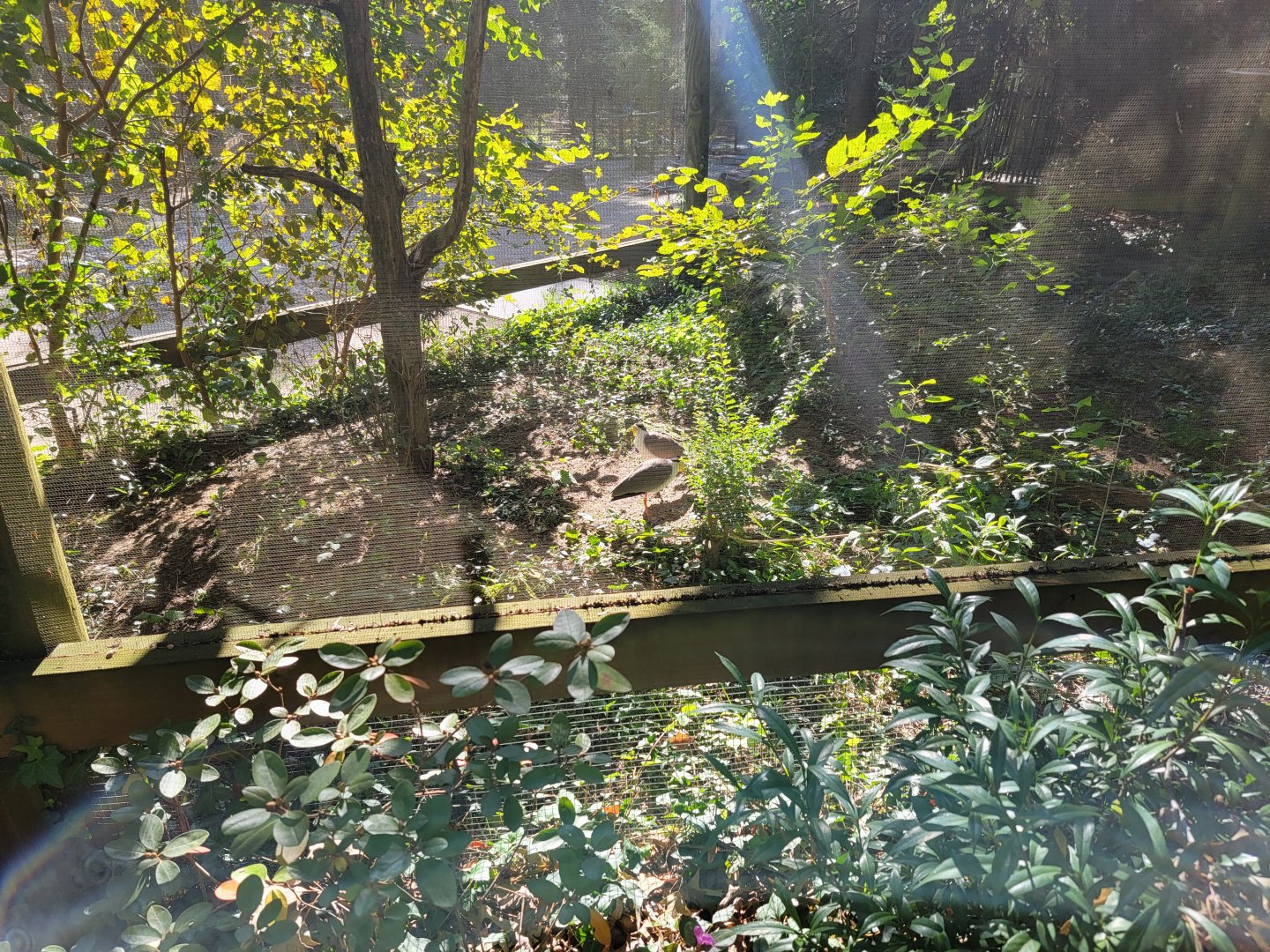 Salisbury Zoo - Masked lapwings