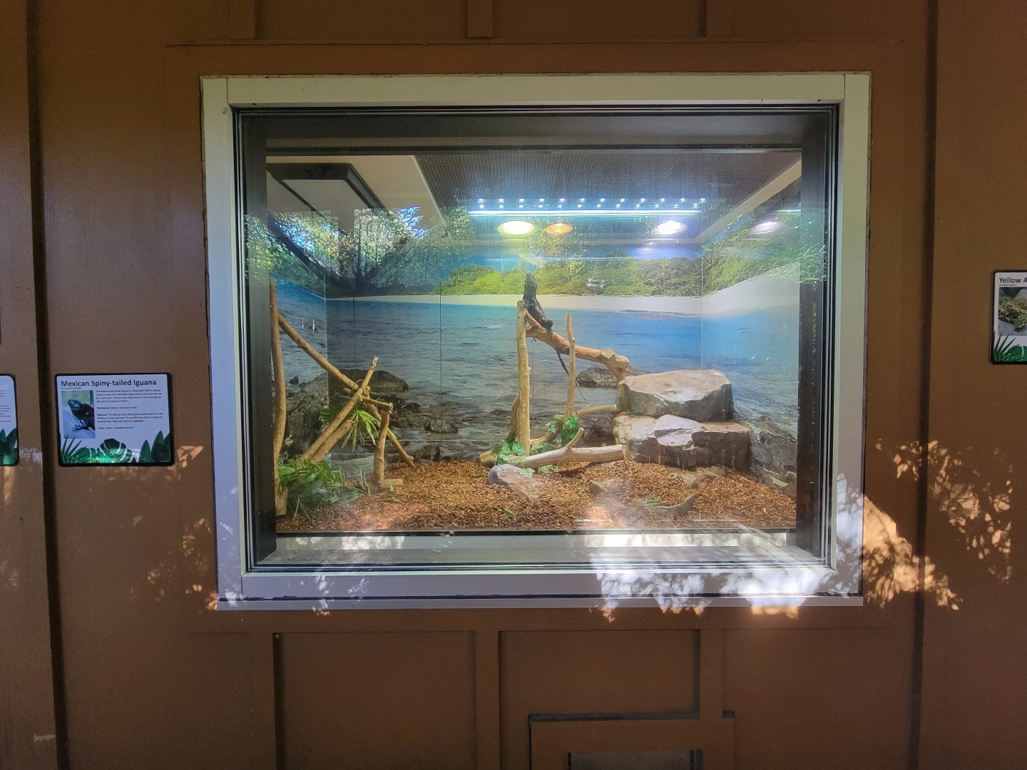 Salisbury Zoo - Mexican spiny-tailed iguana