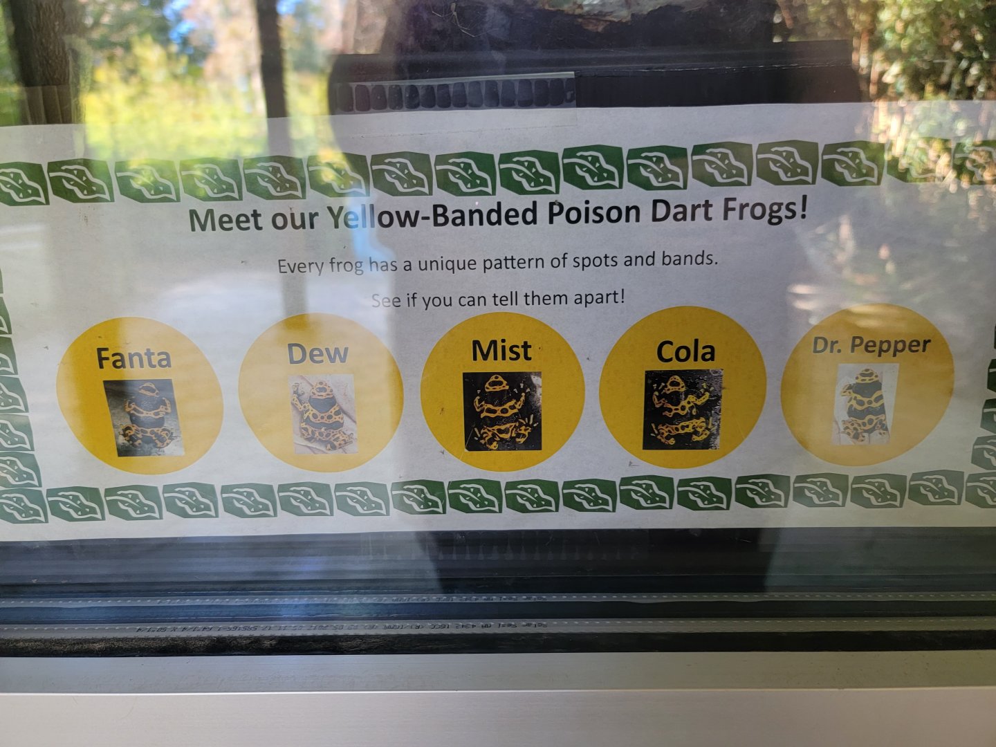 Salisbury Zoo - Names for the poison dart frogs