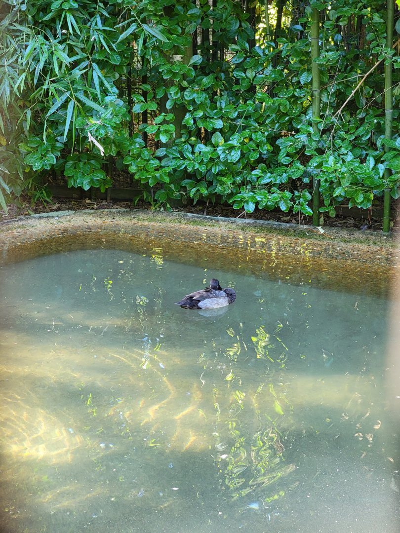 Salisbury Zoo - North American ducks exhibit