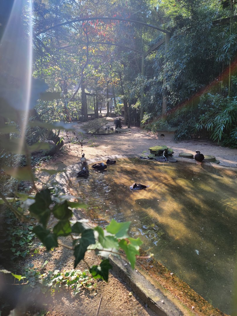 Salisbury Zoo - North American ducks exhibit