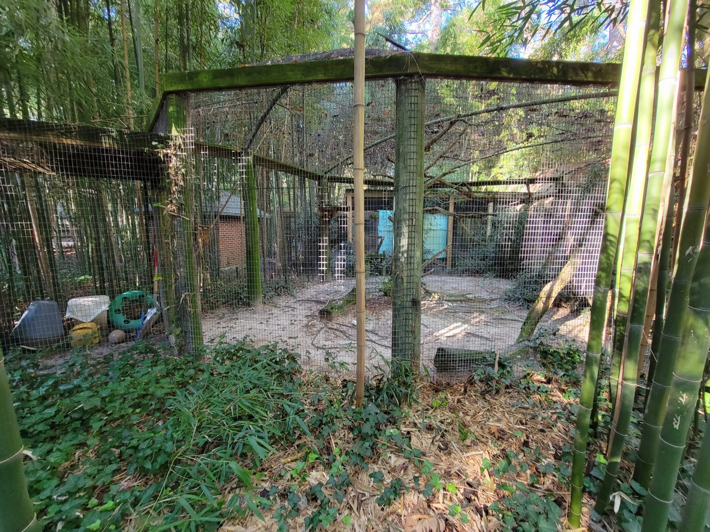 Salisbury Zoo - Ocelot exhibit