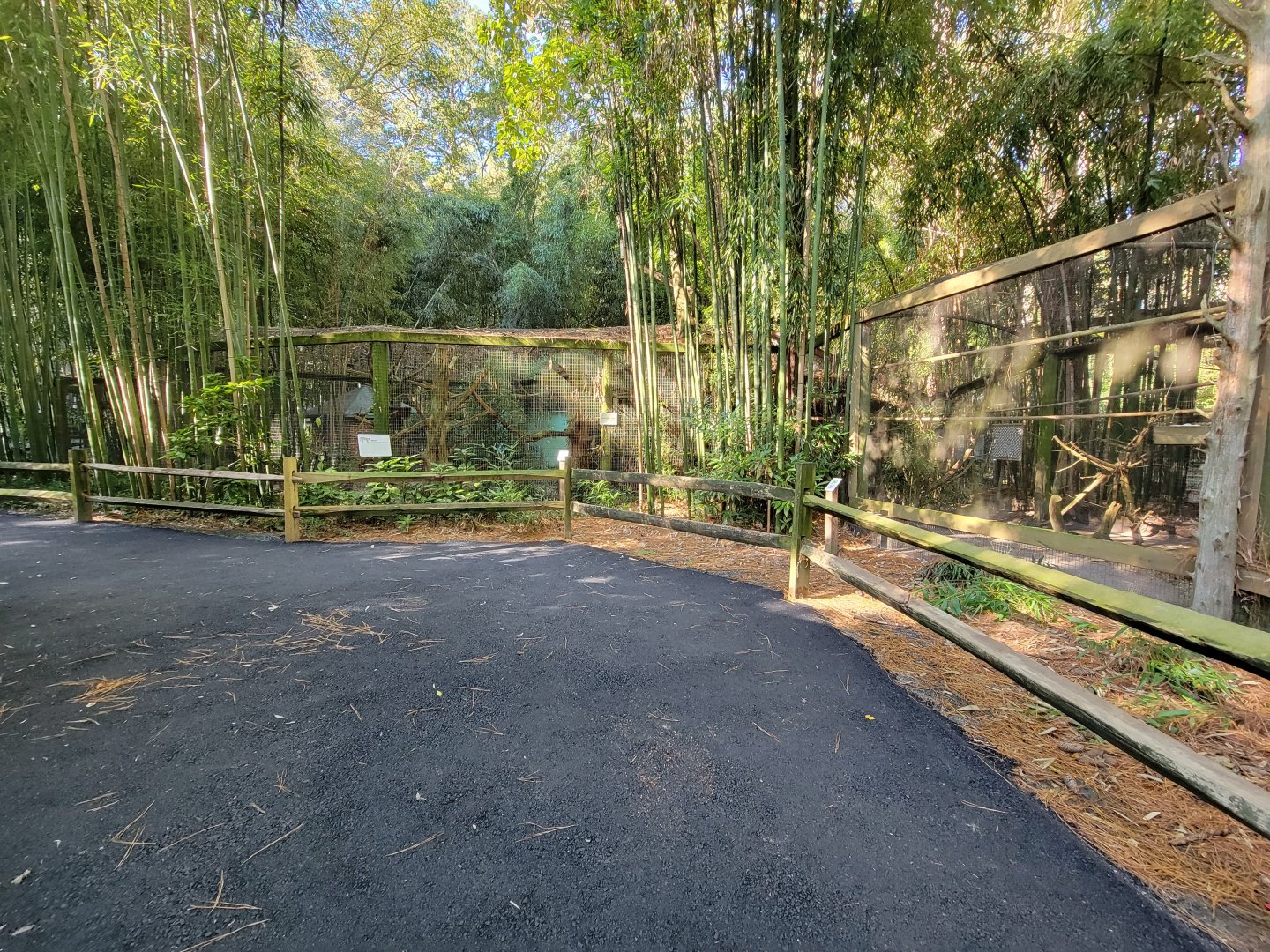 Salisbury Zoo - Ocelot exhibit
