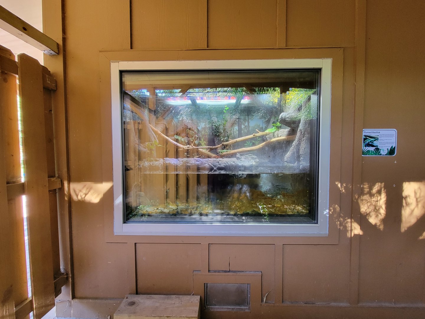 Salisbury Zoo - Plumed basilisk