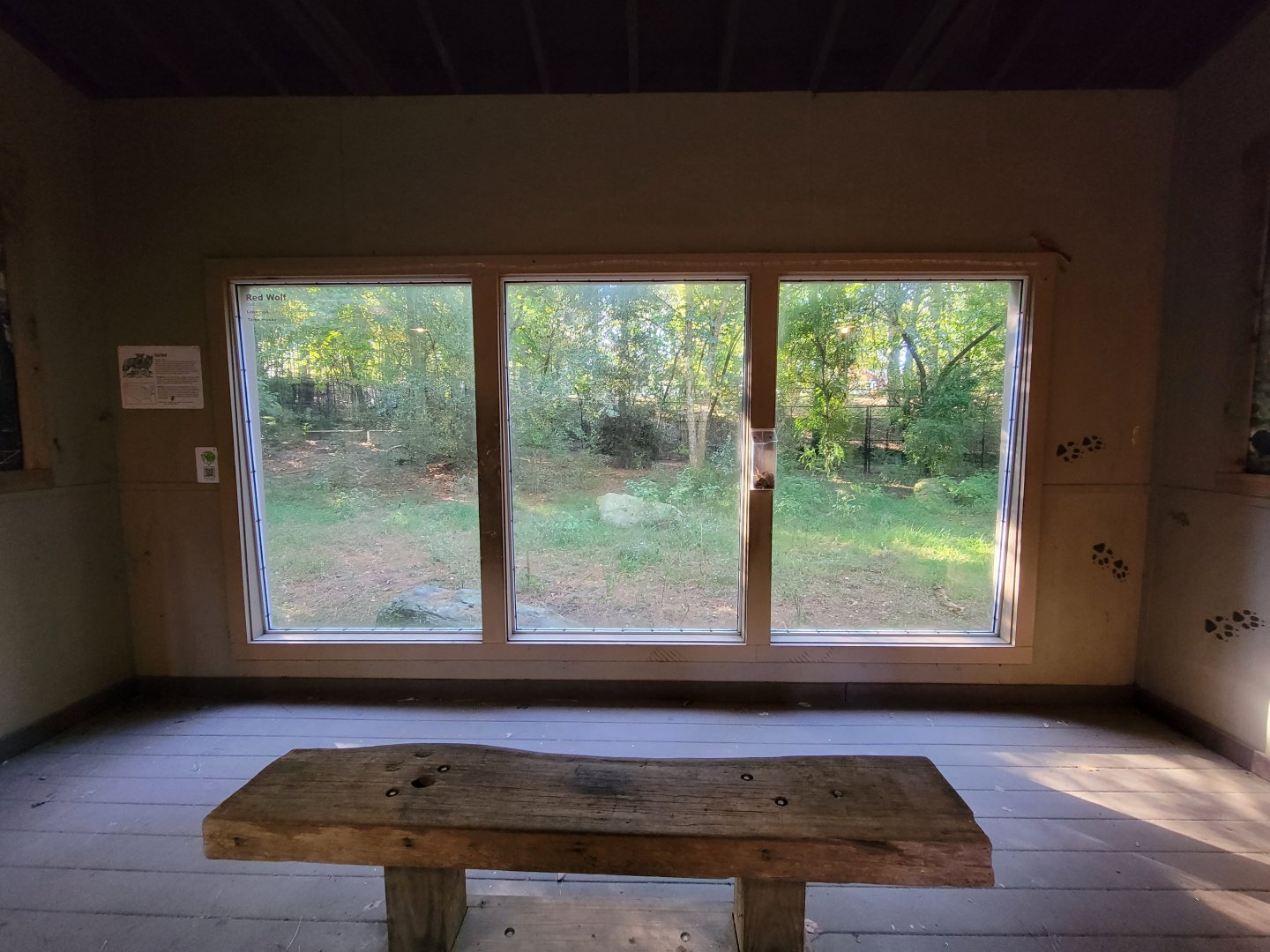 Salisbury Zoo - Red wolf exhibit viewing