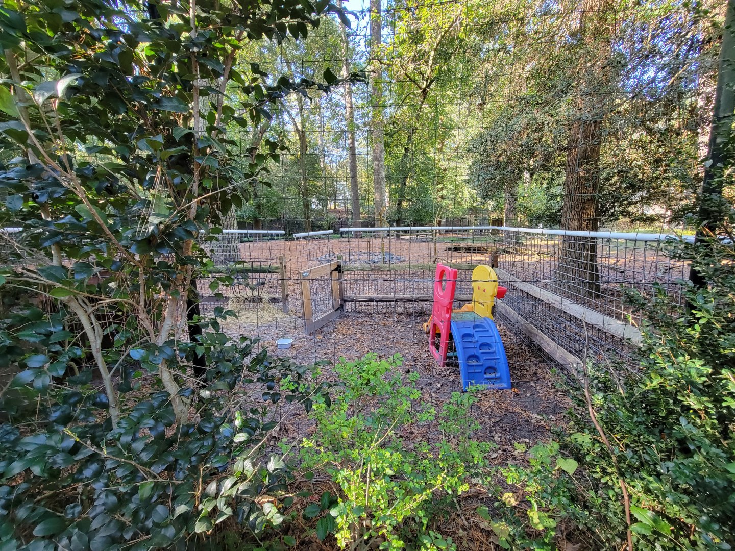 Salisbury Zoo - Separate area to pen off the goats in the white-tail yard