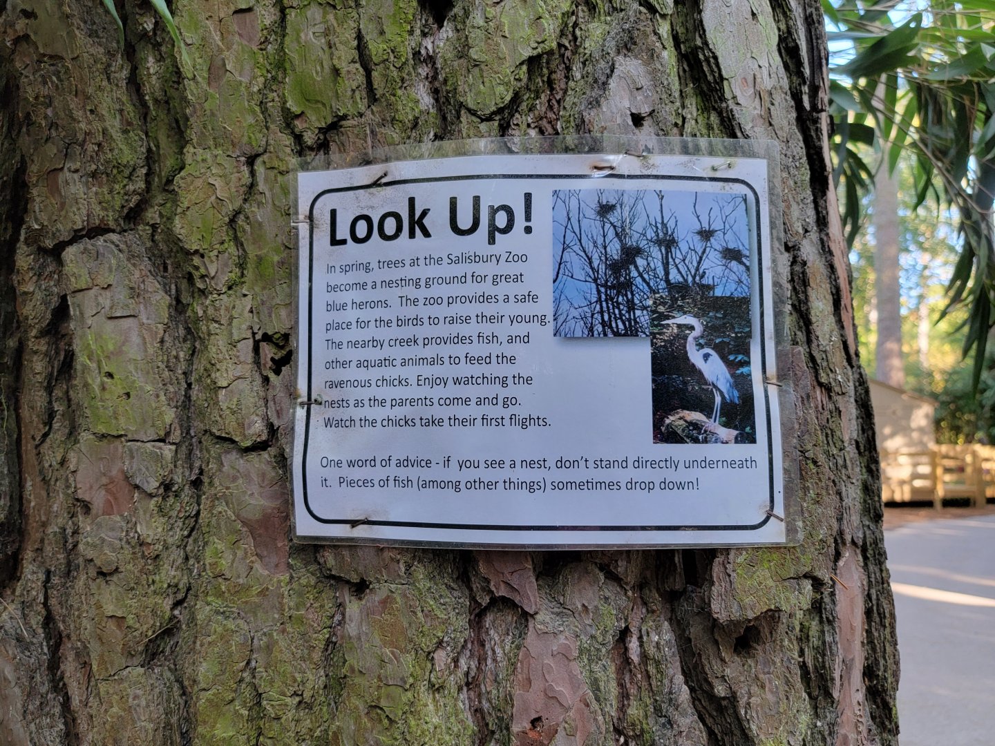 Salisbury Zoo - Sign about blue heron nests