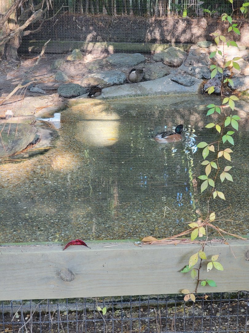 Salisbury Zoo - South American ducks
