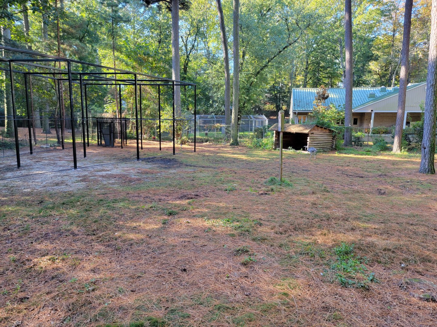Salisbury Zoo - South American yard; Bald eagle construction on left, off-show red wolf area behind