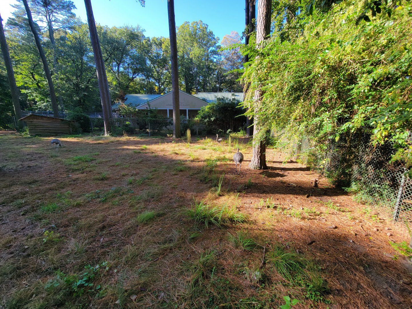 Salisbury Zoo - South American yard with vet building behind it