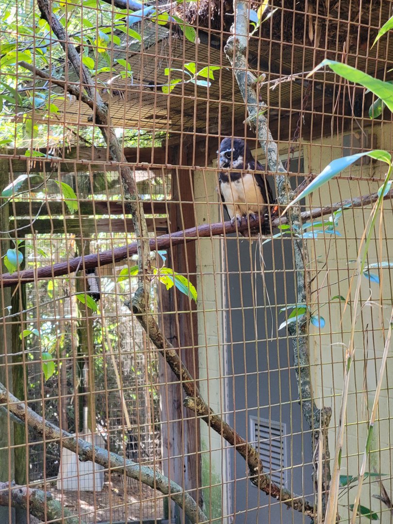 Salisbury Zoo - Spectacled owl (former alligator exhibit)