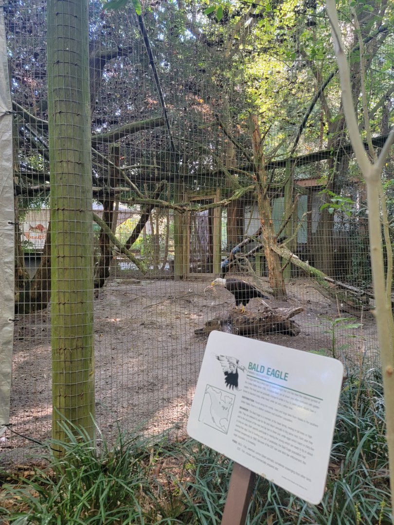 Salisbury Zoo - Temporary bald eagle exhibit (formerly coati)