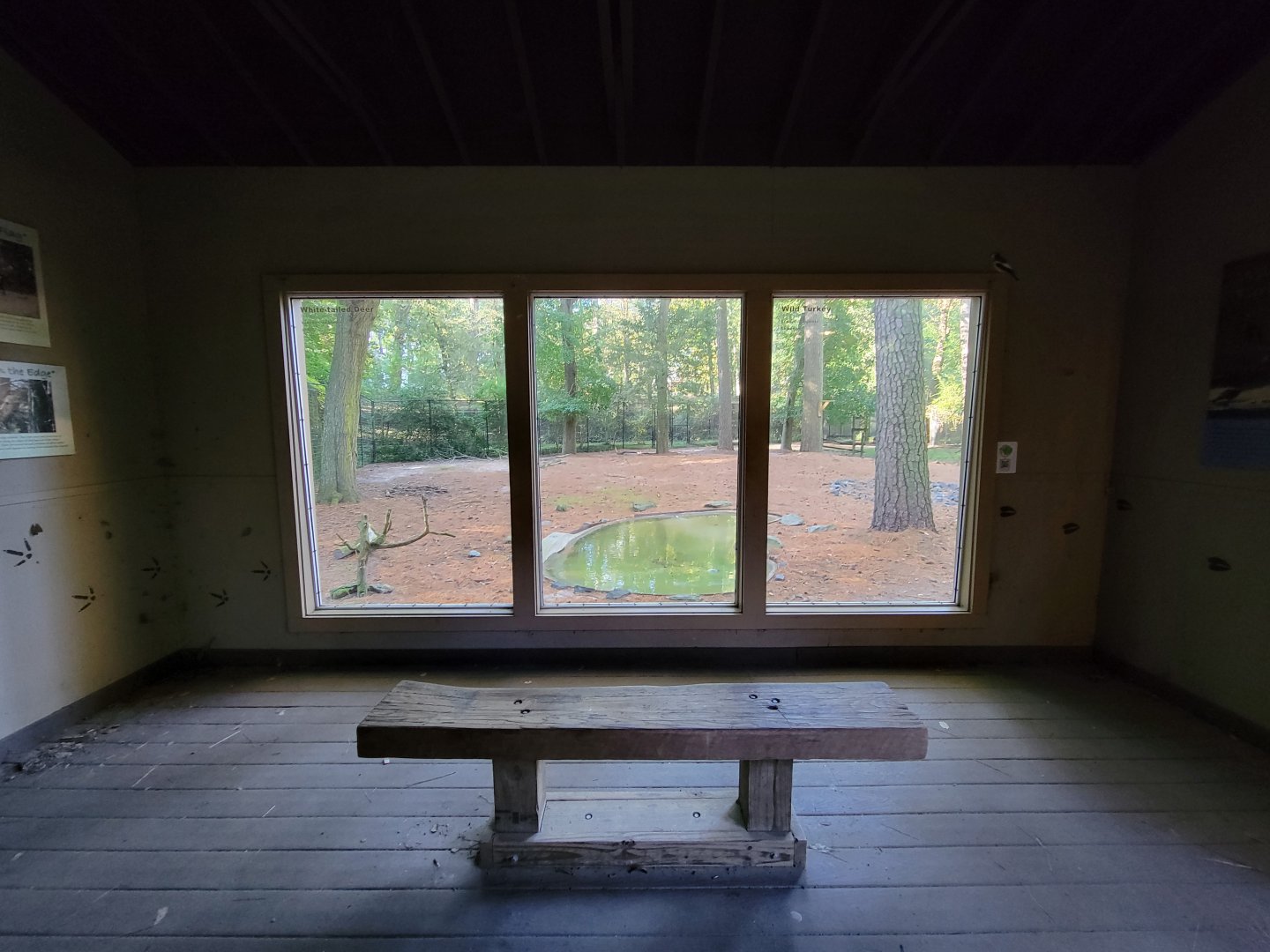 Salisbury Zoo - White-tailed deer exhibit viewing