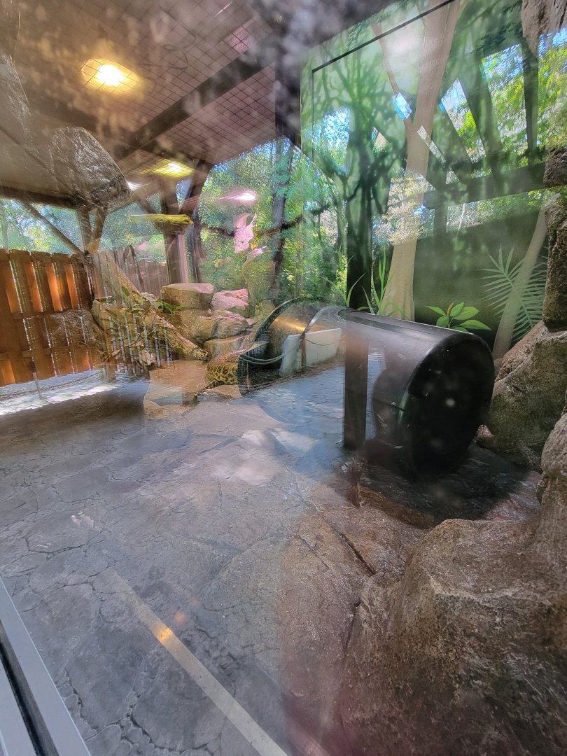 Salisbury Zoo - Yellow anaconda exhibit (the glare is always there, sadly)