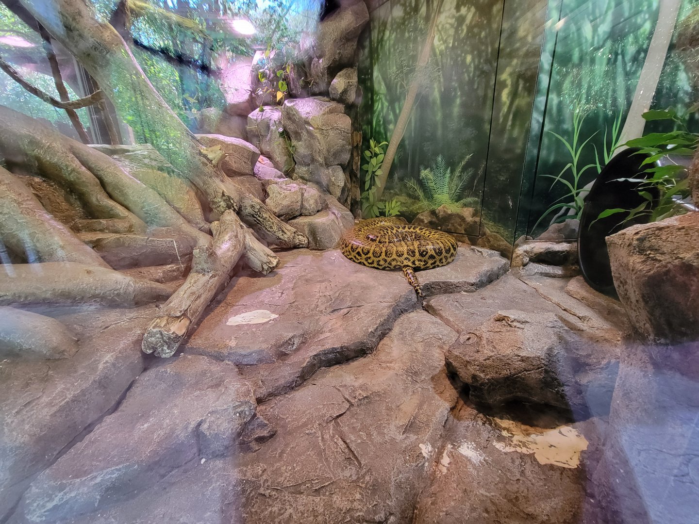Salisbury Zoo - Yellow anaconda