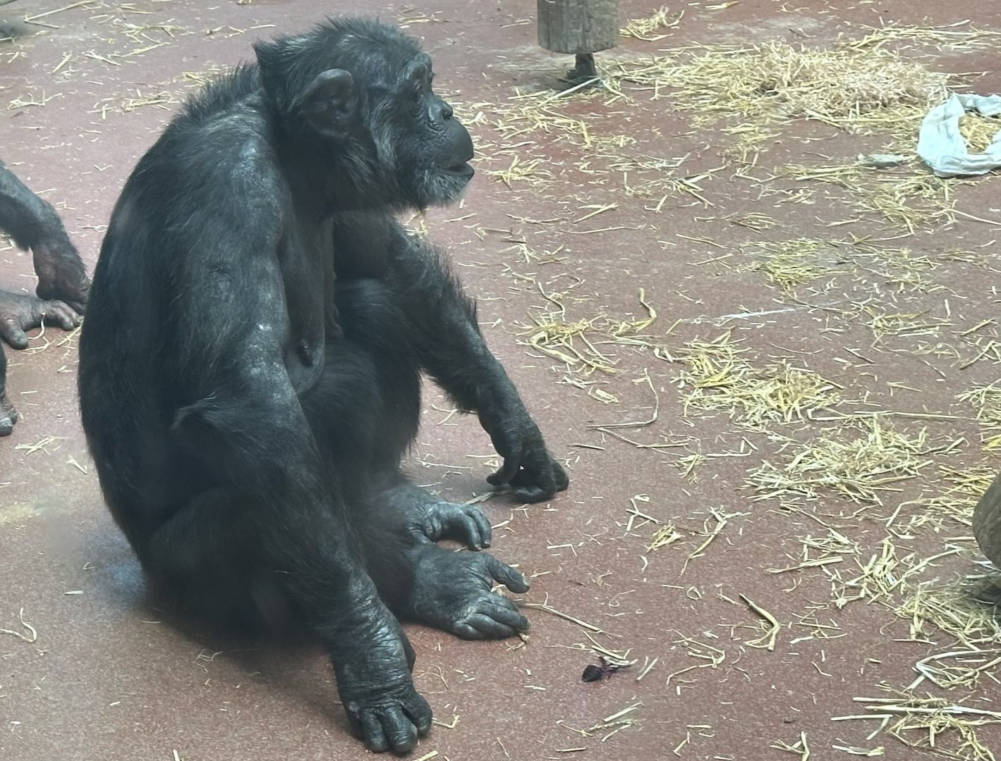 Sally (Common Chimpanzee)