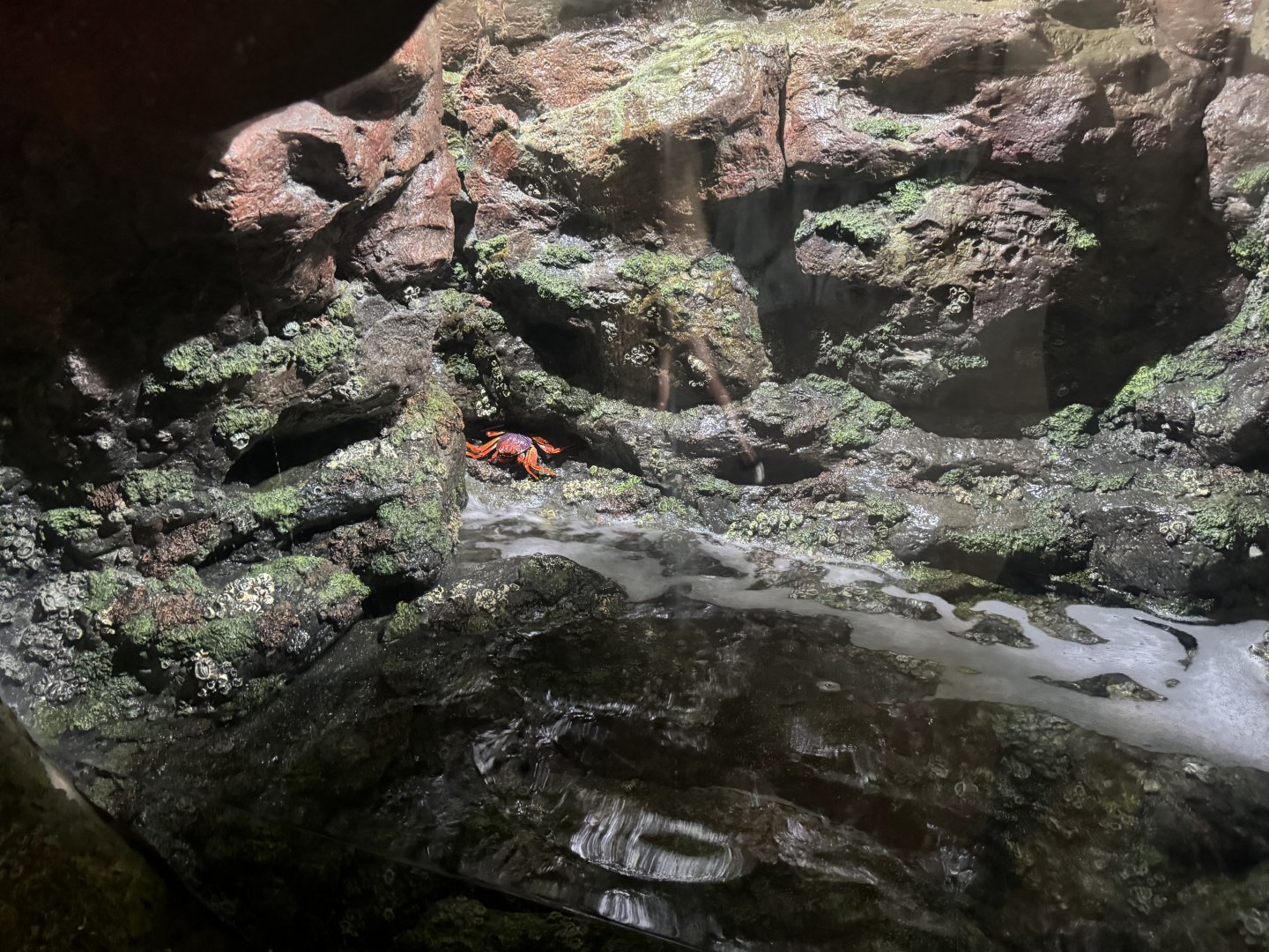 Sally Lightfoot Crab (7/3/24)