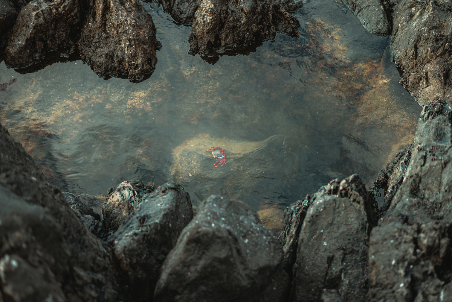 Sally Lightfoot Crab (Grapsus adscensionis) - Madeira